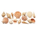 Collection of various seashells isolated on a white background, showcasing different shapes, sizes, and textures of marine mollusk Royalty Free Stock Photo