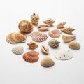Collection of various seashells and a sand dollar arranged on a Royalty Free Stock Photo