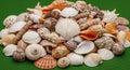 A collection of various seashells is scattered on a green surface. The assortment Royalty Free Stock Photo
