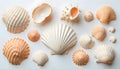 An artistic arrangement of various seashells with their unique shapes and textures on white Royalty Free Stock Photo