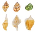 Collection of various shells, top view, isolated on white background. Royalty Free Stock Photo