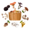 Collection of various species edible mushrooms and basket