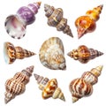 Collection of various spiral seashells lying on white background
