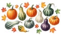 Assorted autumn squashes and gourds Royalty Free Stock Photo