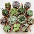 A collection of various succulents is displayed in small terracotta pots on a light-colored Royalty Free Stock Photo