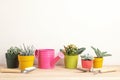 Collection of various succulents and plants in colored pots and gardening tools. Potted house plants against light wall. The styli