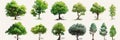 Collection of various tree illustrations showcasing different species and shapes in a botanical study Royalty Free Stock Photo