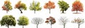 Collection of various tree illustrations showcasing different species and shapes in a botanical study Royalty Free Stock Photo