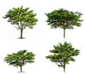 Collection of various Tree isolated on white background high resolution for graphic decoration