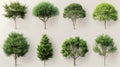 Collection of various tree species with different shapes and foliage, perfect for nature, landscaping, and botanical projects Royalty Free Stock Photo