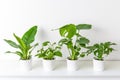 Collection of various tropical houseplants displayed in white ceramic pots. Potted exotic house plants on white shelf.