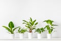 Collection of various tropical houseplants displayed in white ceramic pots. Potted exotic house plants on white shelf.