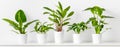 Collection of various tropical houseplants displayed in white ceramic pots. Potted exotic house plants on white shelf.