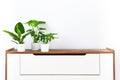 Collection of various tropical houseplants displayed in white ceramic pots on a retro sideboard. Potted exotic house plants.