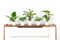 Collection of various tropical houseplants displayed in white ceramic pots on a retro sideboard. Potted exotic house plants.