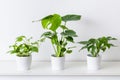 Collection of various tropical houseplants in white ceramic pots. Potted exotic house plants on white shelf against white wall.