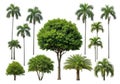 Collection of various tropical trees Royalty Free Stock Photo