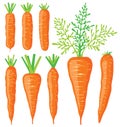 Collection of various vector carrots Royalty Free Stock Photo