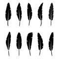 Collection of vector black silhouette of feathers on white background