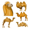 Collection of vector camels