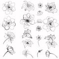 Collection of vector daisy flowers for design