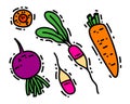 Collection of vector doodle vegetables. Root crops beets, radishes, carrots. Hand drawn food illustration