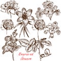 Collection of vector engraved flowers in antique style Royalty Free Stock Photo