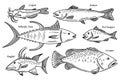 Collection of vector fish illustration. Scetch seafood set. Catfish, salmon, red snapper, yellowfin tuna, grouper, hogfish doodle Royalty Free Stock Photo