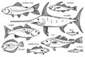 Collection of vector fish illustration. Scetch seafood set. Rainbow trout, haddock, swordfish, redfish, cod, sprat, cod, anchovy,