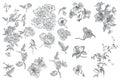 Collection of vector hand drawn flowers for design Royalty Free Stock Photo