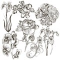 Collection of vector hand drawn flowers Royalty Free Stock Photo