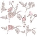 Collection of vector hand drawn roses for design Royalty Free Stock Photo