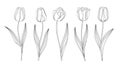 Collection Of Vector Hand Drawn Tulips With Stem And Leaf. Set Of Different Spring Flowers. Isolated Tulip Sketch Cliparts.