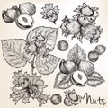 Collection of vector high detailed hand drawn nuts in engraved s