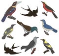 Collection of vector images of american birds