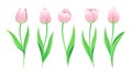 Collection Of Vector Pink Tulips With Stem And Green Leaves. Set Of Different Spring Flowers. Isolated Rose Tulip Clipart Royalty Free Stock Photo