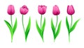 Collection Of Vector Pink Tulips With Stem And Green Leaves. Set Of Different Spring Rose Flowers. Isolated Tulip Cliparts Royalty Free Stock Photo