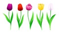 Collection Of Vector Pink, Yellow, Red, White, Purple Tulips With Stem And Green Leaves. Set Of Isolated Spring Flowers Royalty Free Stock Photo