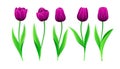 Collection Of Vector Purple Tulips With Stem And Green Leaves. Set Of Different Spring Flowers. Isolated Tulip Clipart