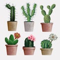 Collection of vector realistic detailed house or office plant cactus for interior design and decoration. Exotical and