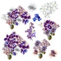 A collection of vector realistic flowers in watercolor style, purple and blue colors