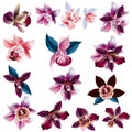 Collection of vector realistic orchid flowers