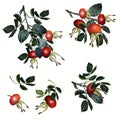 Collection of vector rose hip, realistic botanical illustration