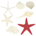 Collection of vector starfishes and shells