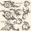 Collection of vector vintage decorative flourishes