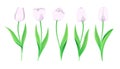 Collection Of Vector White Tulips With Stem And Green Leaves. Set Of Different Spring Flowers. Isolated Tulip Clipart Royalty Free Stock Photo
