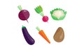 Collection of vegetables, beetroot, radish, cauliflower, eggplant, carrot, potato vector Illustration on a white Royalty Free Stock Photo