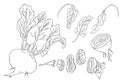 Collection of vegetables beets. Beetroot, root, leaves, half root vegetable and root cut into pieces. Vector