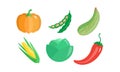 Collection of vegetables, pumpkin, green bean, zucchini, corncob, cabbage, hot chilli pepper, vector Illustration on a