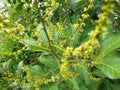 A collection of very beautiful yellow rambutan flowers.